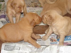 AKCGoldenRetrieverPupsforsale